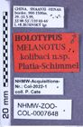 Etikette zu Melanotus kolibaci (Platia & Schimmel, 2001) (NHMW-ZOO-COL-0007648)
